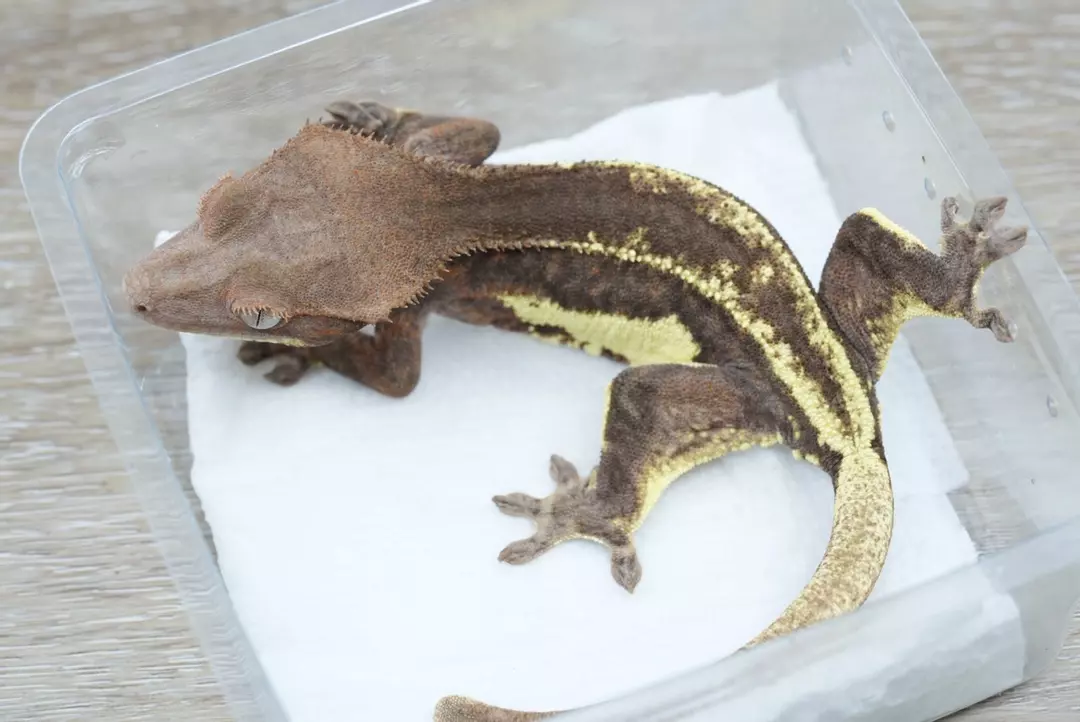 #117 30g female dark phantom Frappuccino thumbnail