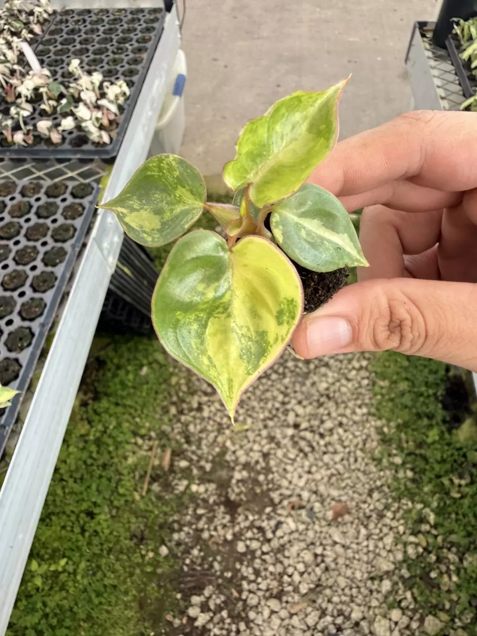 Philodendron Billietiae V Plug (Growers choice) thumbnail