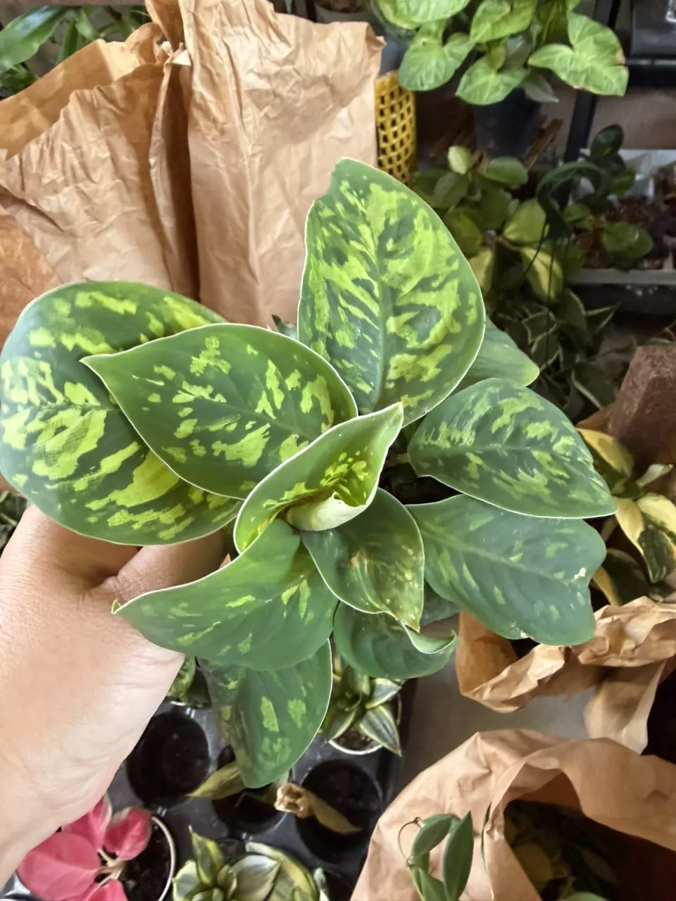 Dieffenbachia -Camouflage thumbnail