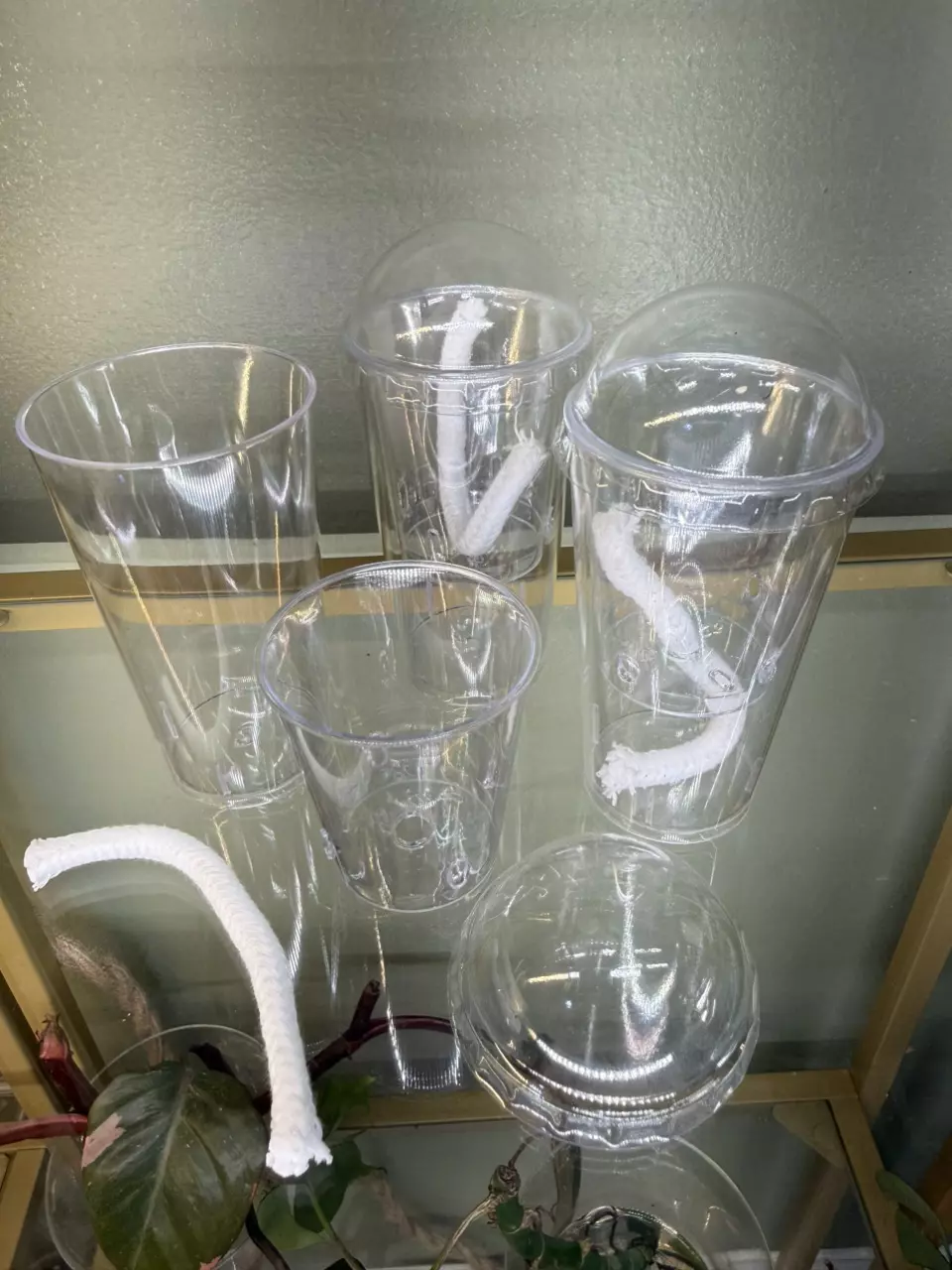 1017 TC / Corm Self-Watering Acclimation Cup w/ Dome thumbnail