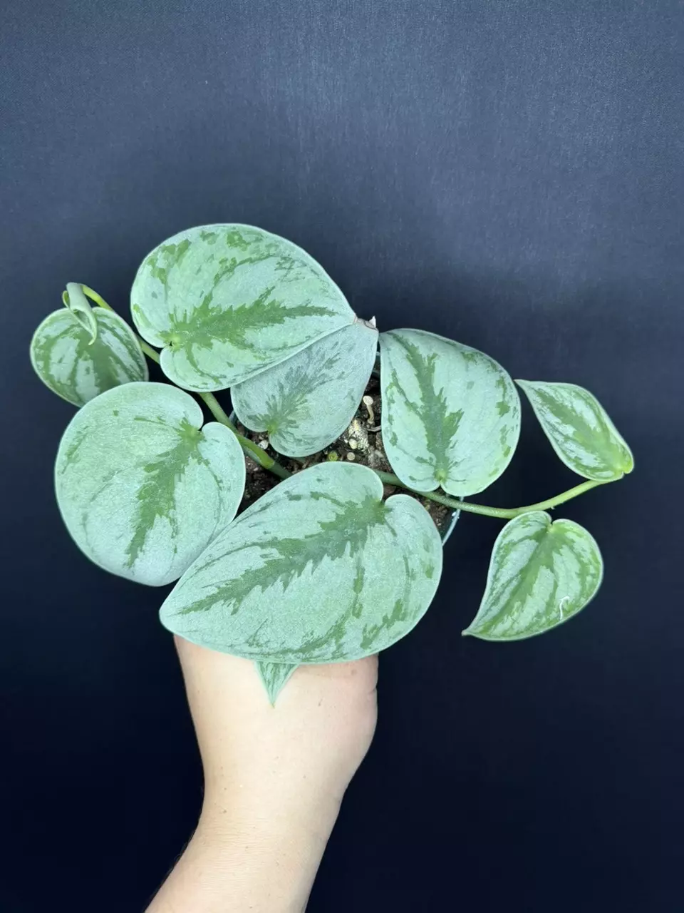 Scindapsus Silver Knight *Exact Specimen thumbnail