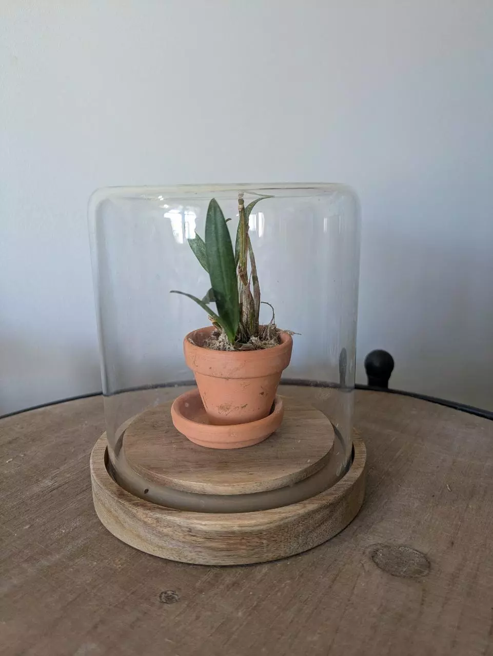 Glass Cloche with Wood Base Plant Display 5" thumbnail