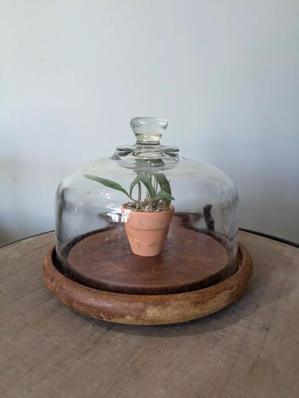 Vintage Glass Cloche Wood Base for small Plant Display thumbnail