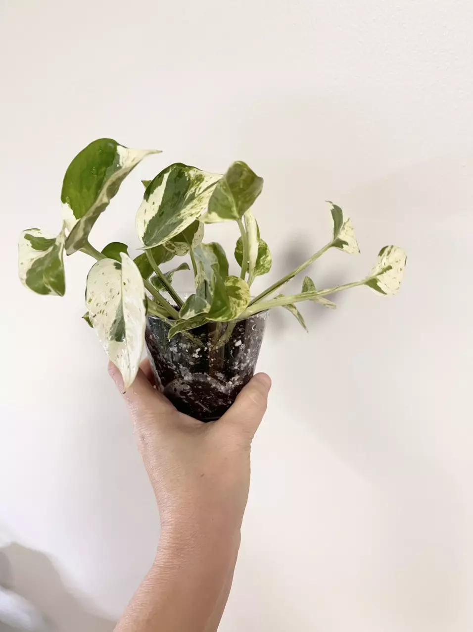 Pearls & Jade Pothos thumbnail