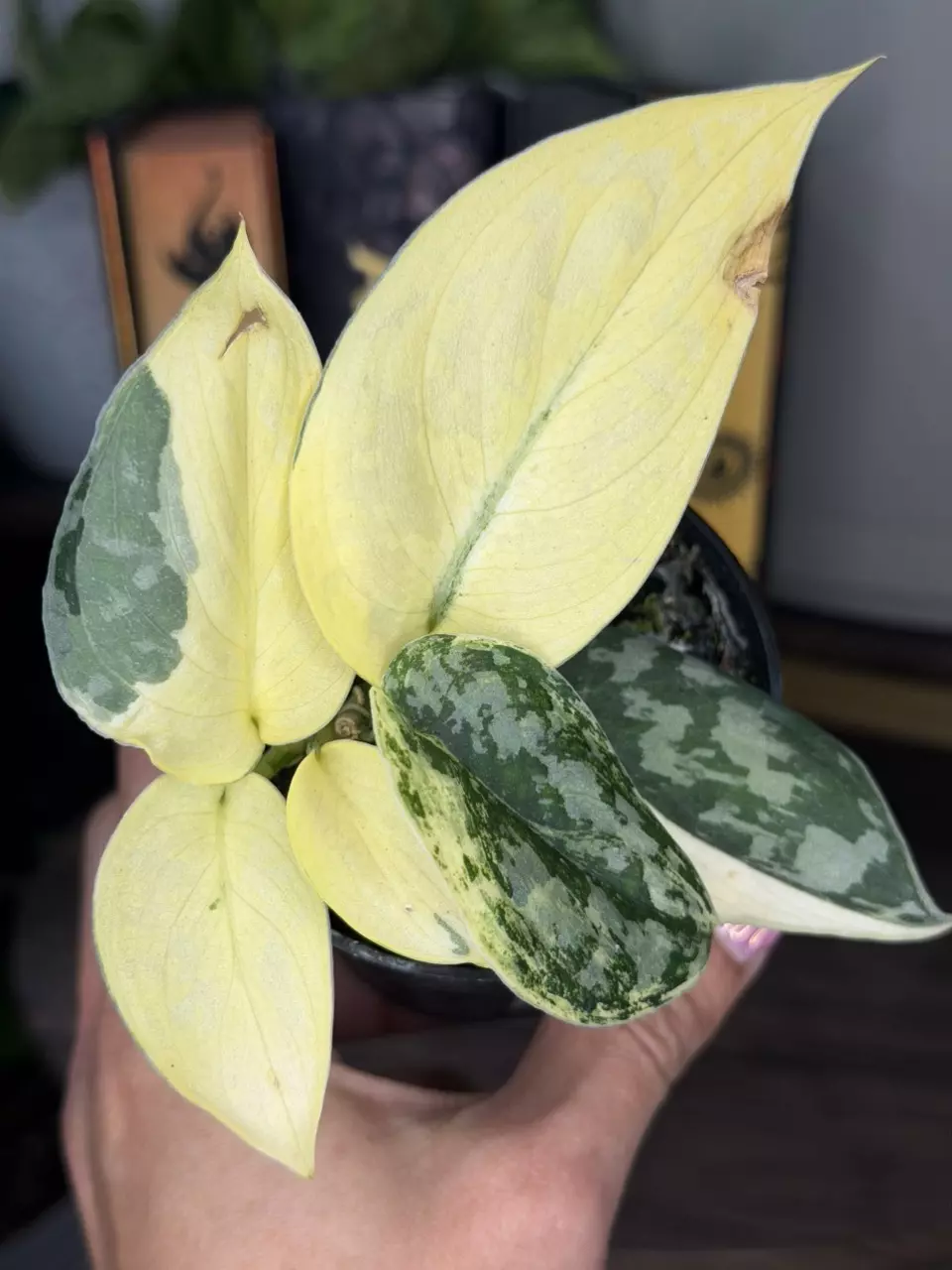 Scindapsus Mayari thumbnail