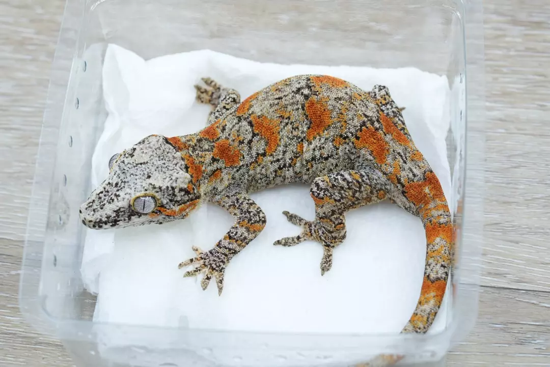 g4 35g female orange blotch gargoyle thumbnail