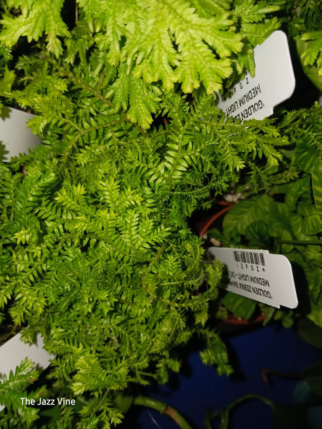 Selaginella gold tip spikemoss thumbnail