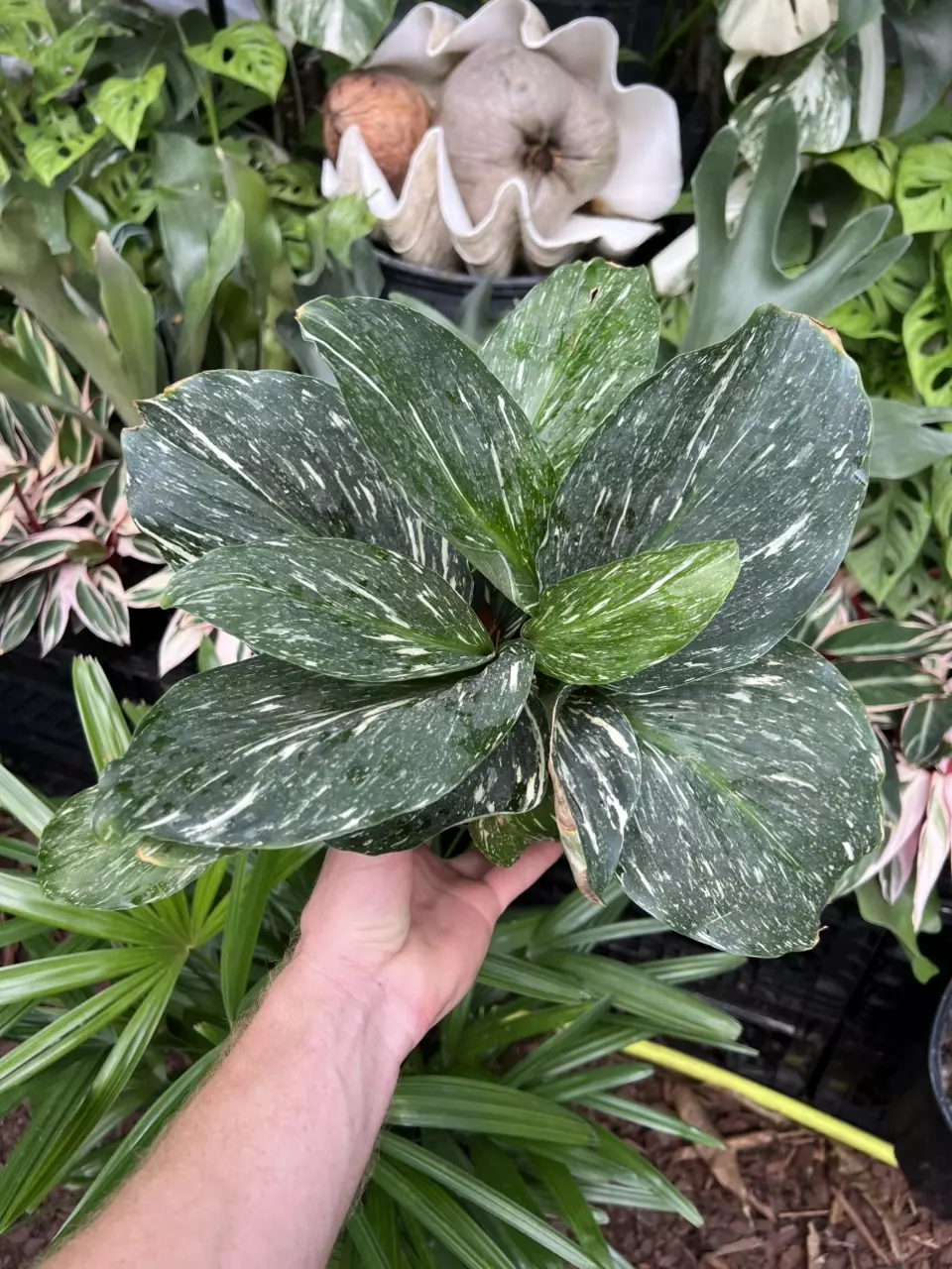 Kaempferia 'Zebra' Variegated Ginger 6” FULL! thumbnail