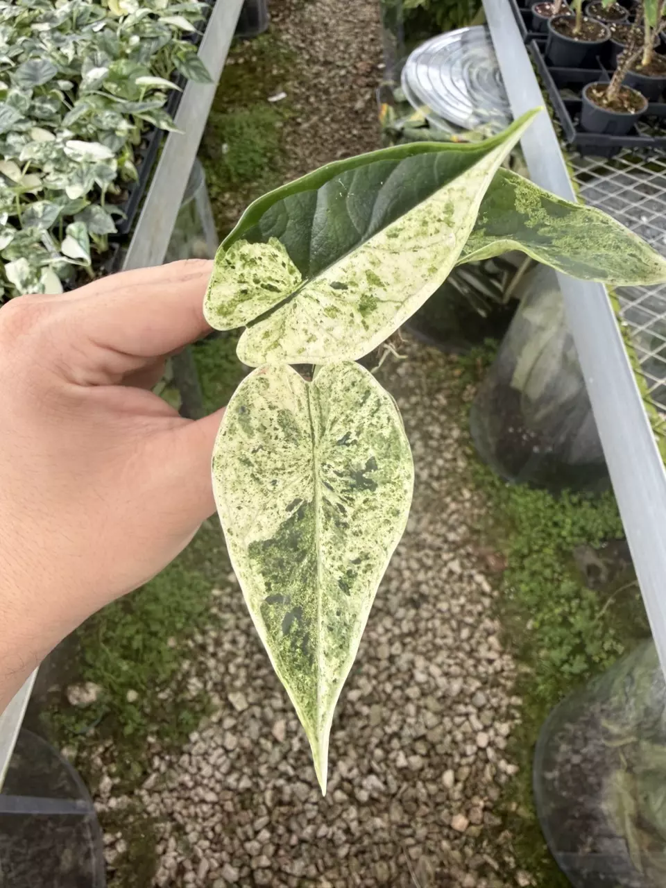 Alocasia Dragon scale mint V Plug (Growers choice) thumbnail
