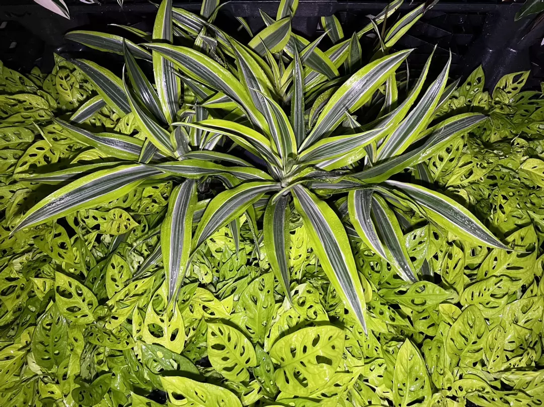 Dracaena Lemon Lime 6” FULL! thumbnail