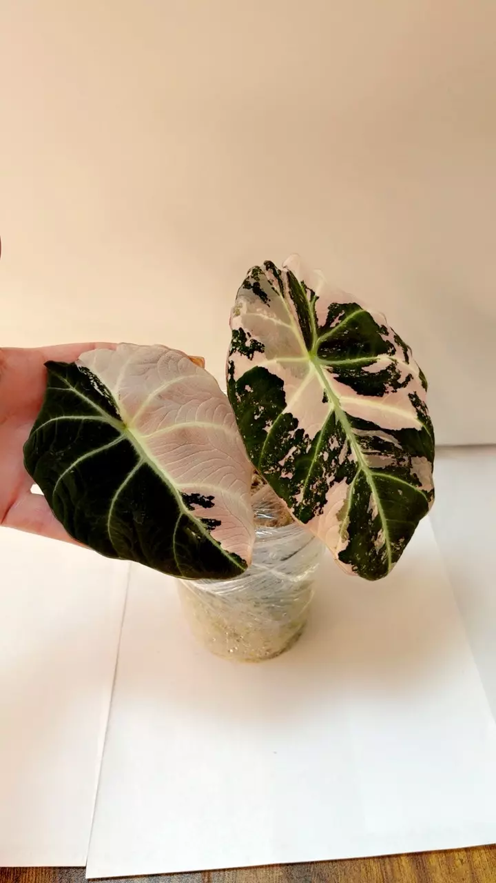 Pink black velvet thumbnail