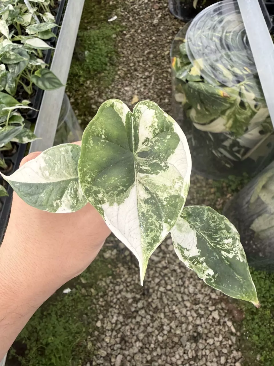 Alocasia Dragon Scale Albo V Plug (Growers choice) thumbnail