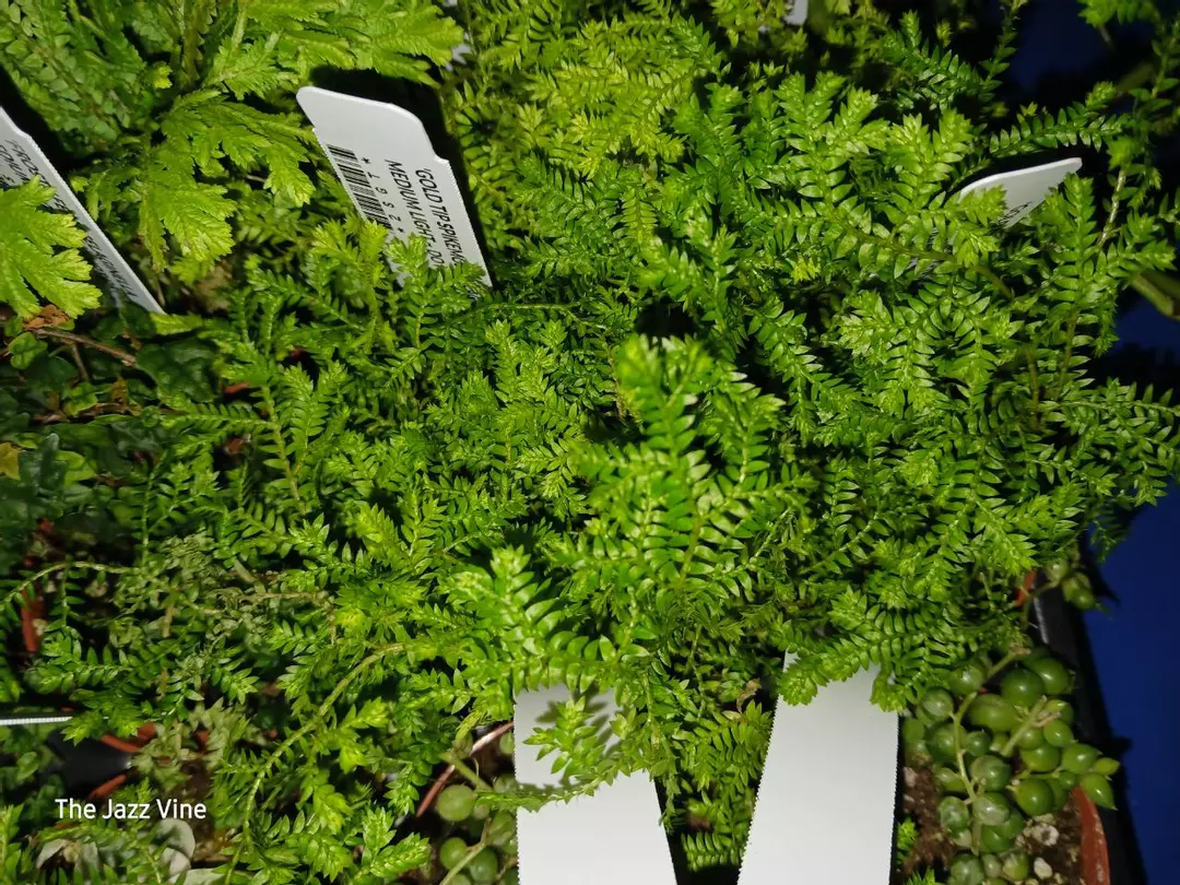Selaginella green spikemoss thumbnail