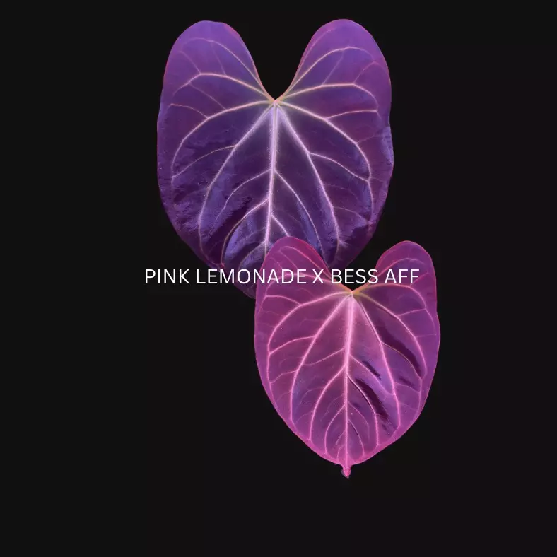 Pink lemonade x Bess Aff mid cut 1 growth point thumbnail