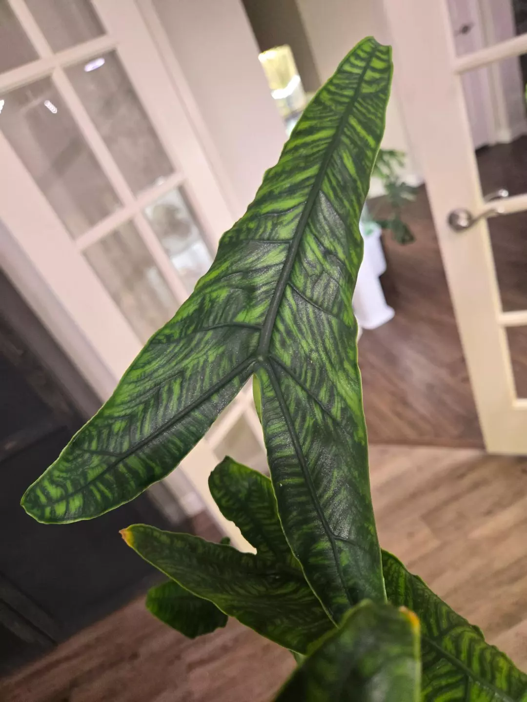 Corm - alocasia zebrina reticulata thumbnail