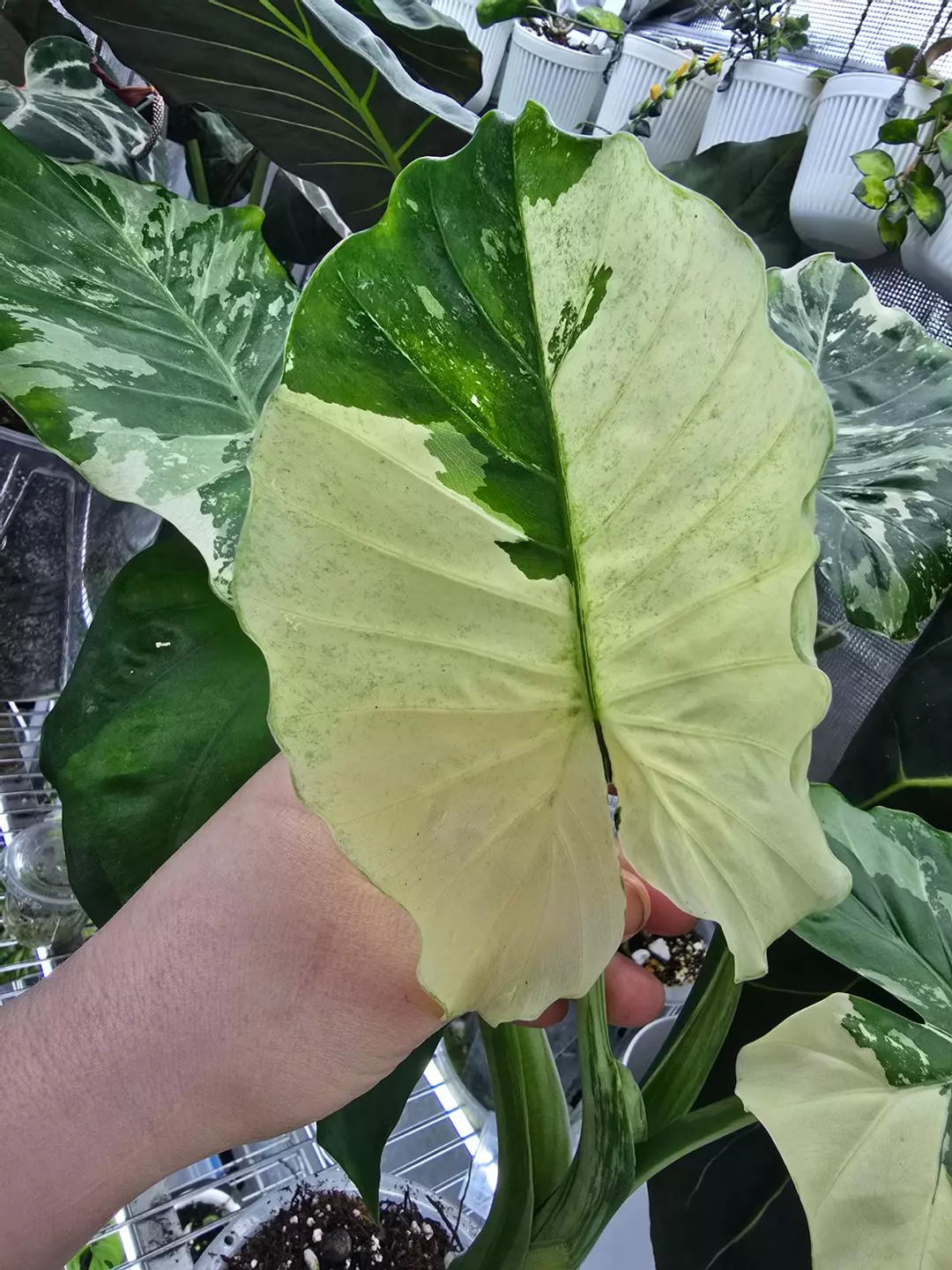 Alocasia Gageana Albo large corm, grower's choice thumbnail