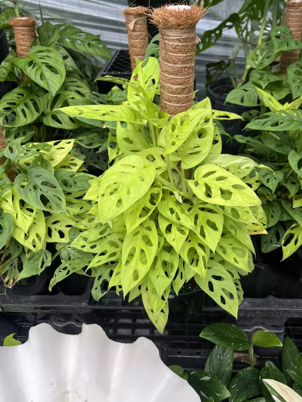 Neon Adansonii COCO TOTEM thumbnail