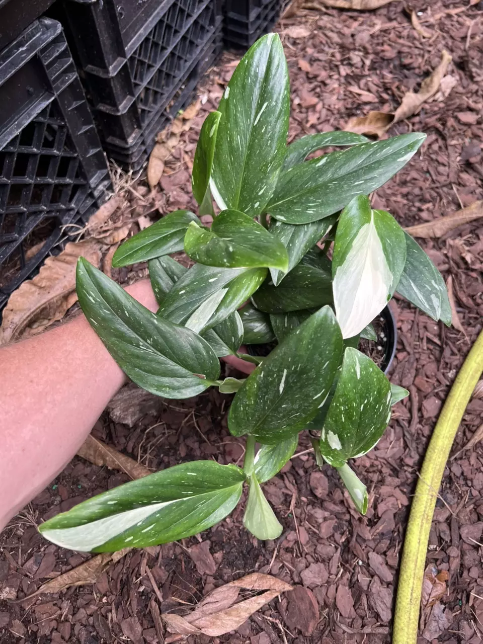 Monstera Cobra FULL! 6” thumbnail