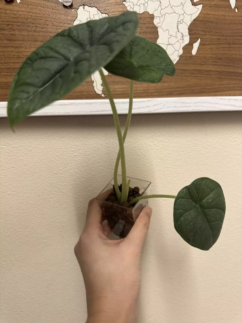 Alocasia melo thumbnail