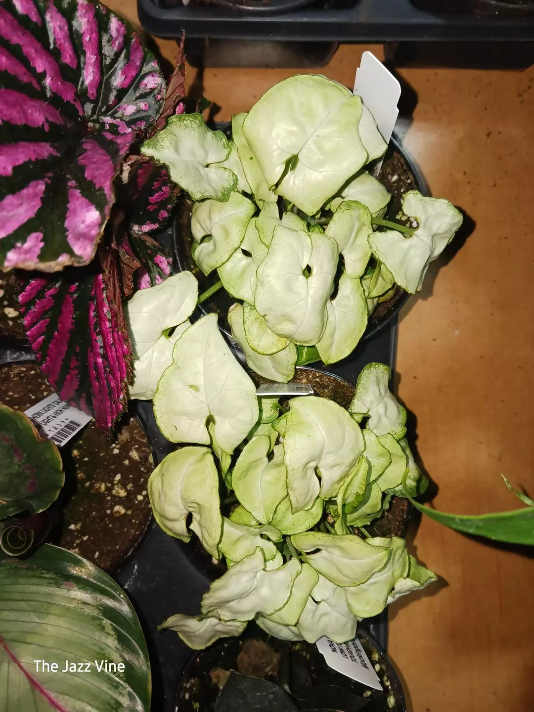 Syngonium moonshine thumbnail