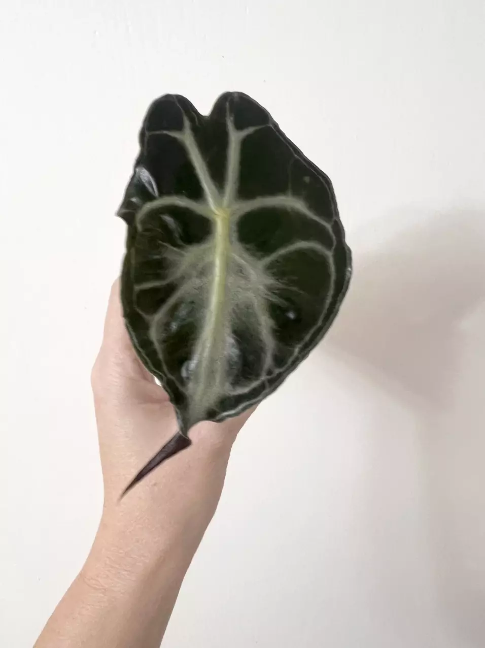 Alocasia Venom thumbnail