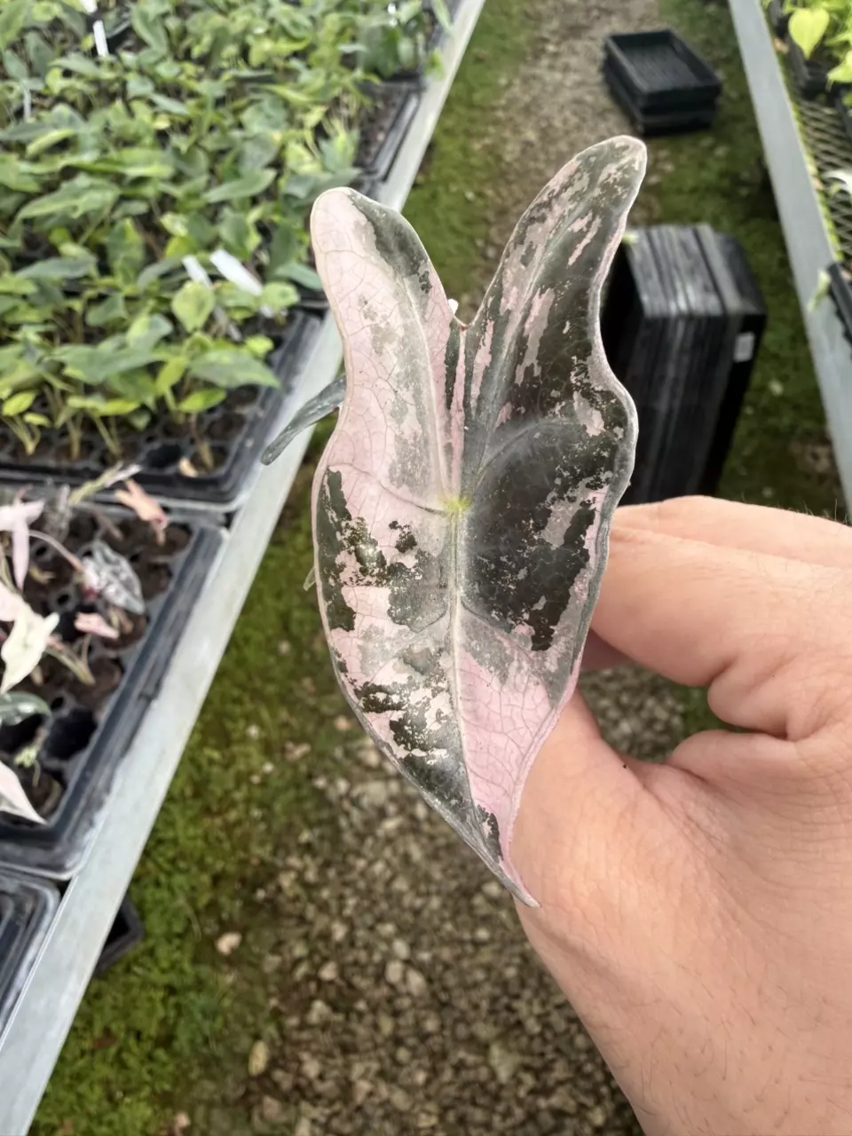 Alocasia Sanderiana V Plug (Growers Choice) thumbnail