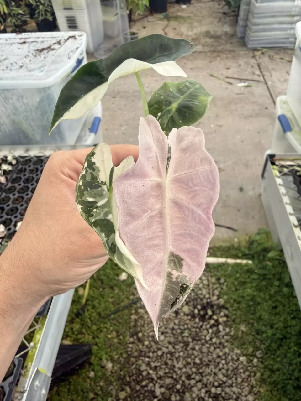 Alocasia Amazonica V Plug (Growers Choice) thumbnail