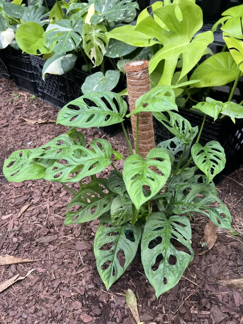 Adansonii on coco totem thumbnail