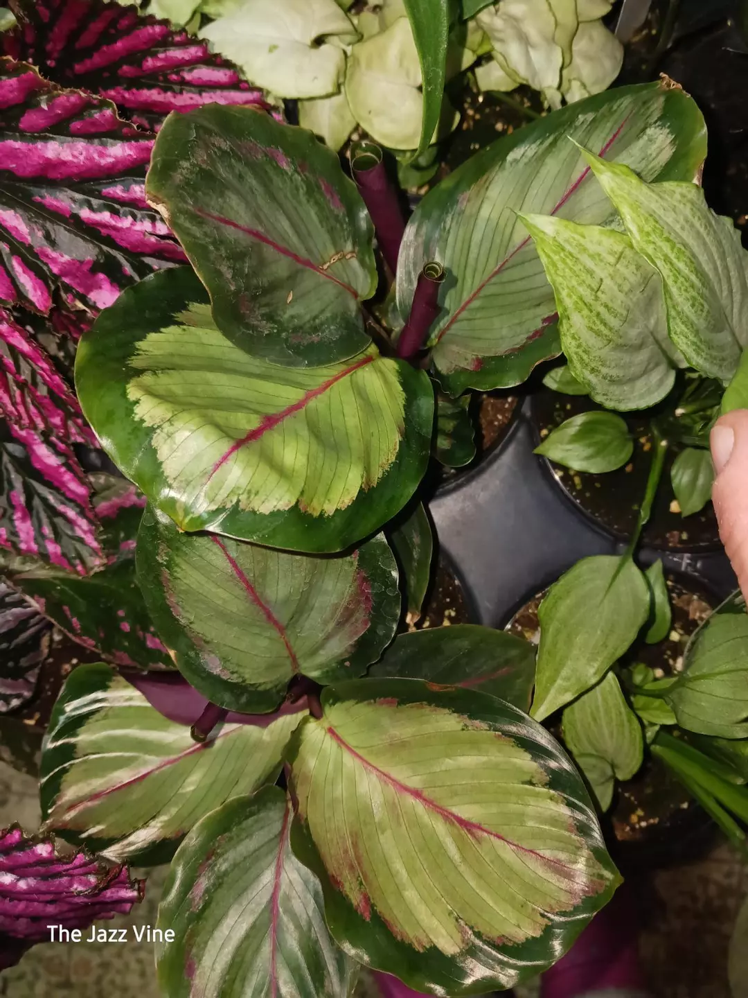 Calathea northern lights thumbnail