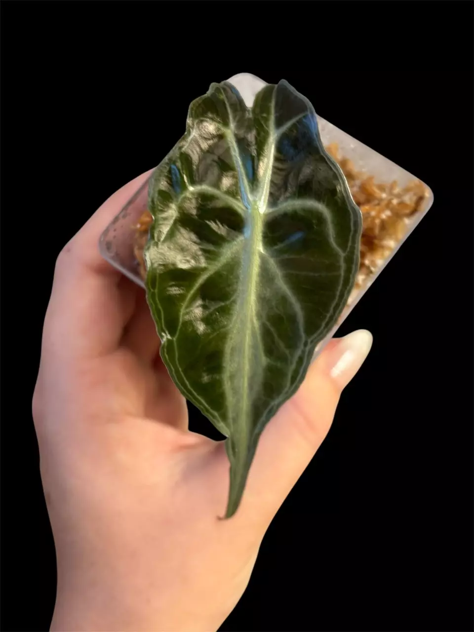 Alocasia Venom thumbnail