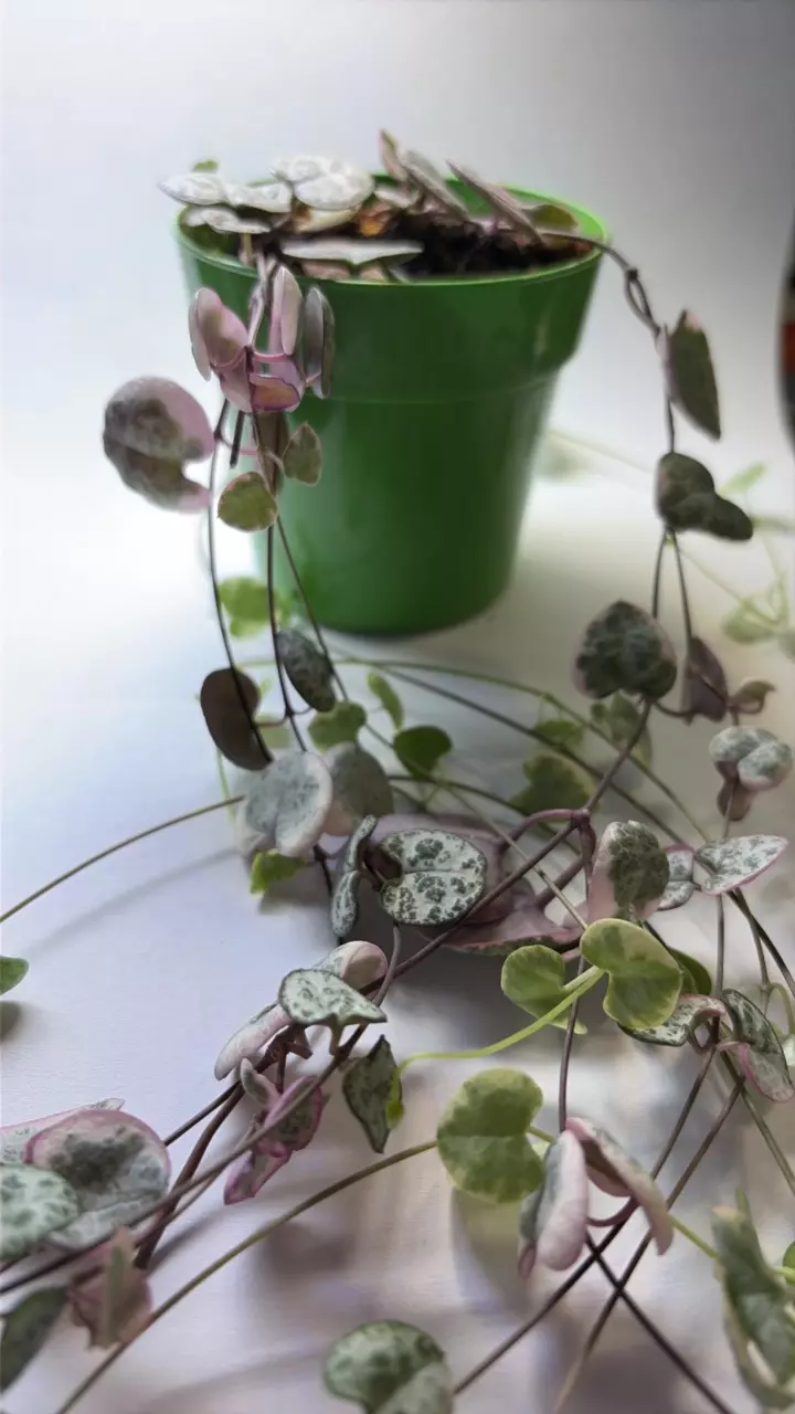 Pink Variegated String of Hearts cutting thumbnail