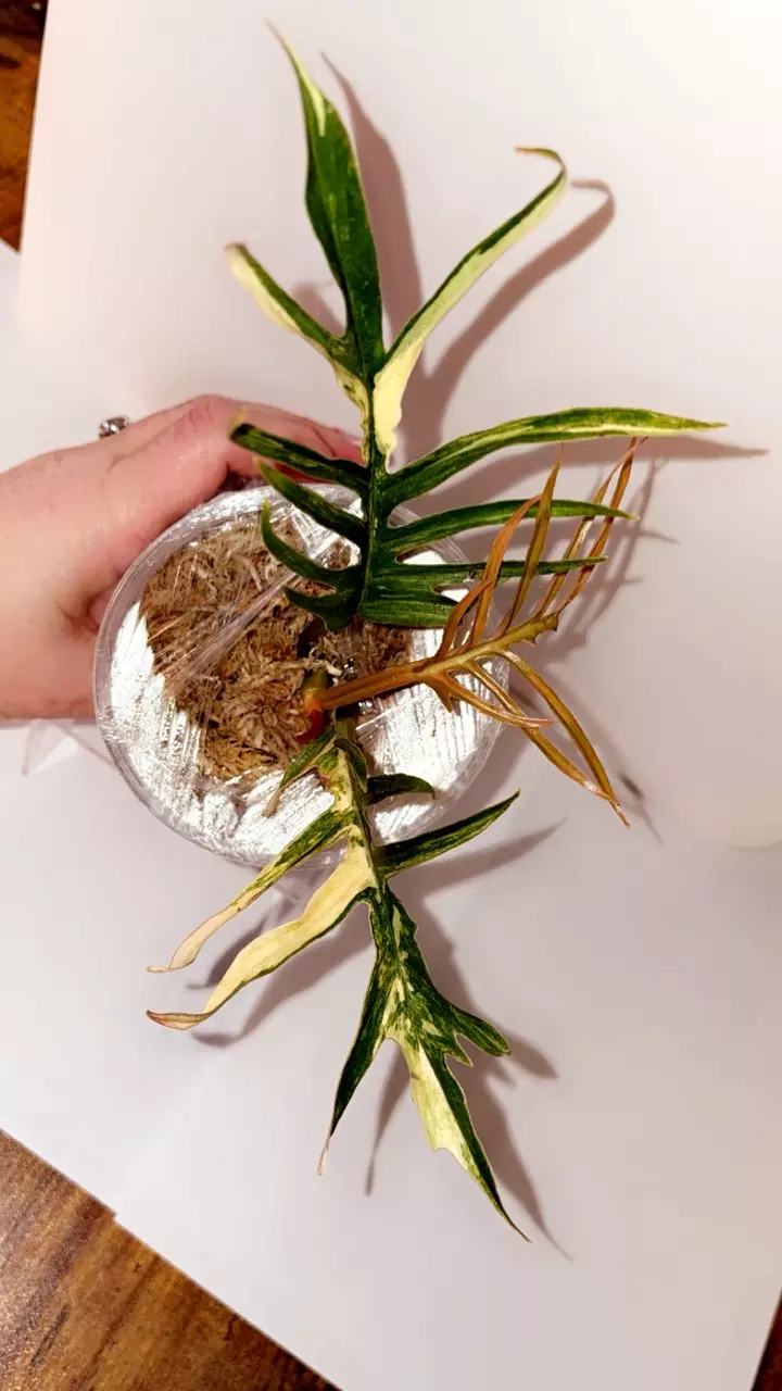 Var Tortum thumbnail