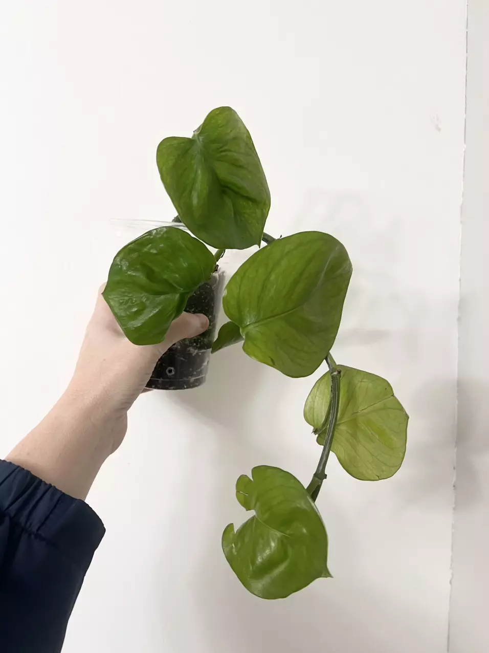 Guacamole Pothos thumbnail