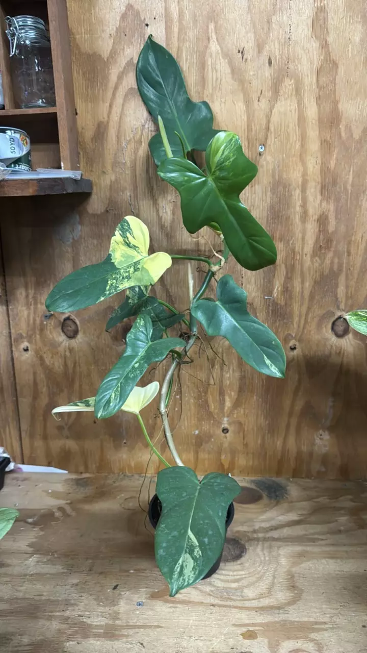 Variegated Violin Philodendron thumbnail