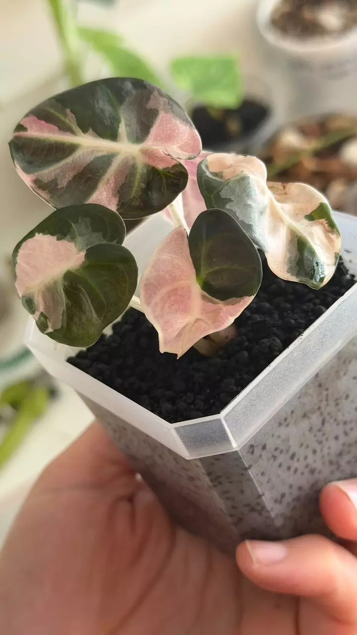 Huntington Beach, CA (2007) Pink Balloon Heart tc thumbnail