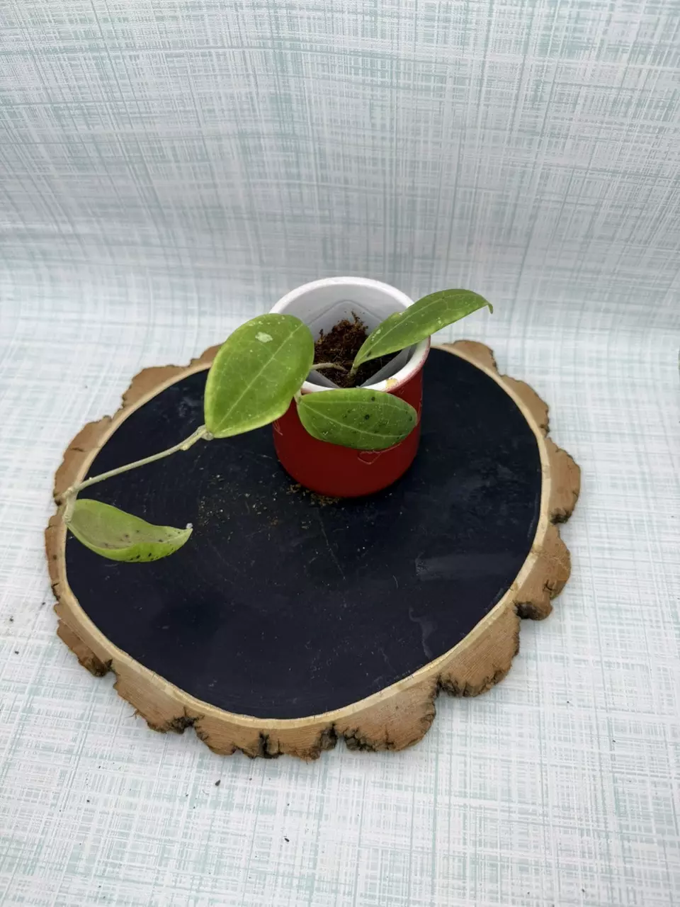 Hoya Tomataensis Sp Sulawesi #86 thumbnail