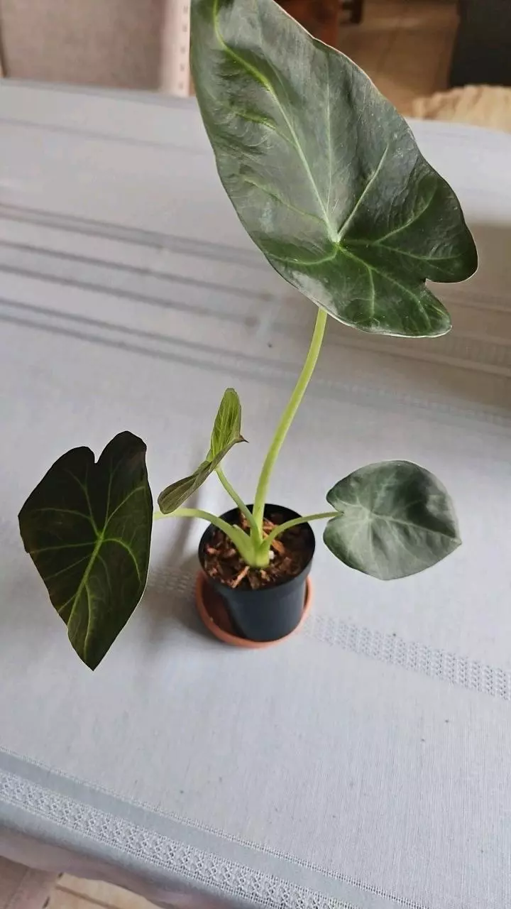 Alocasia Regal Shield 3in thumbnail