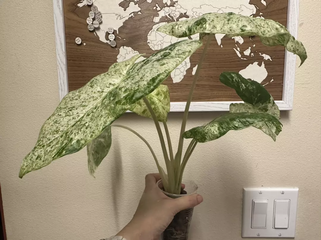 Odora batik/okinawa alocasia thumbnail
