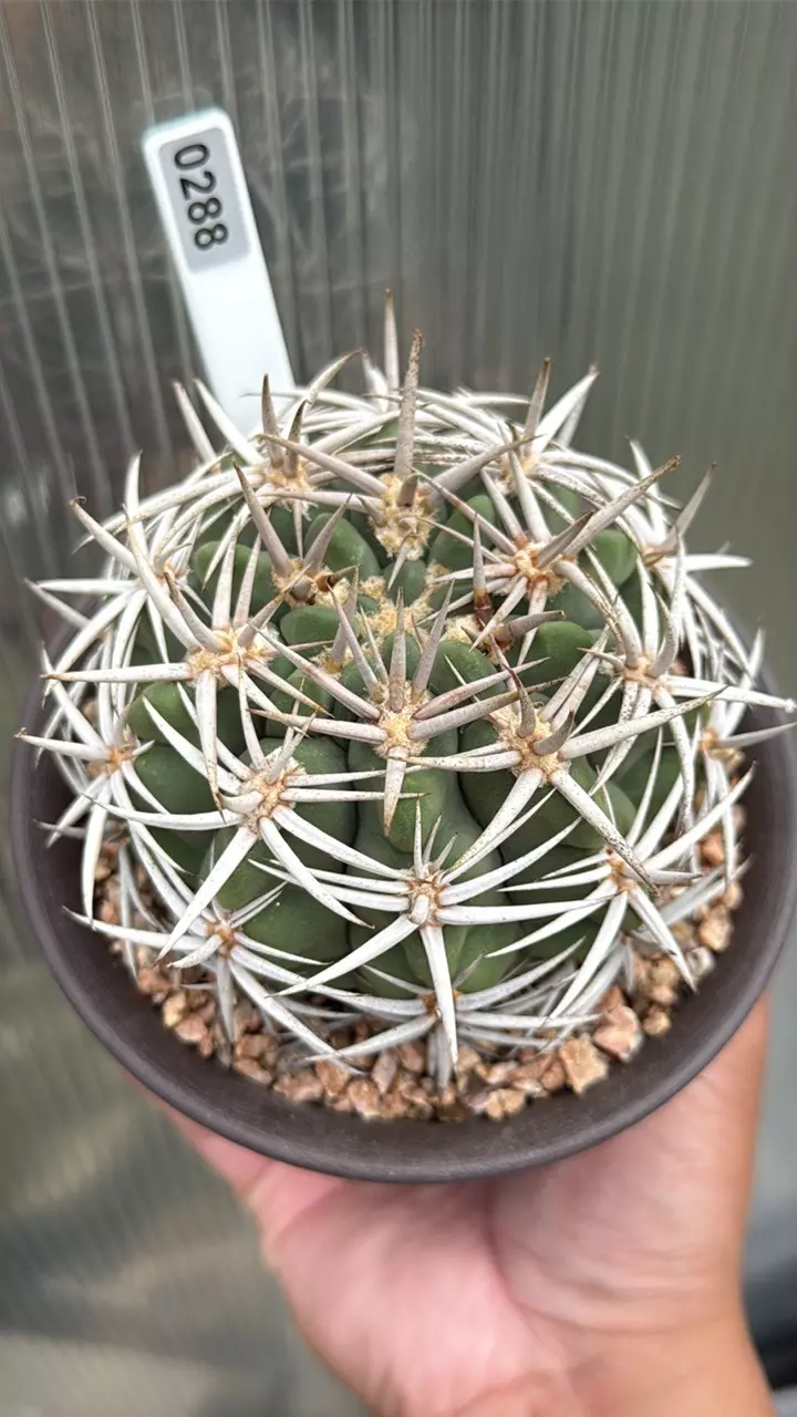 0288 Gymnocalycium  castellanosii ssp. Ferocius 5” pot. thumbnail