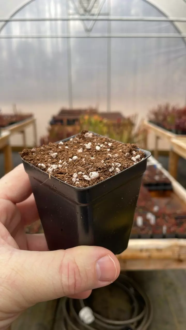 2.50” Pot with Sarracenia Mix thumbnail