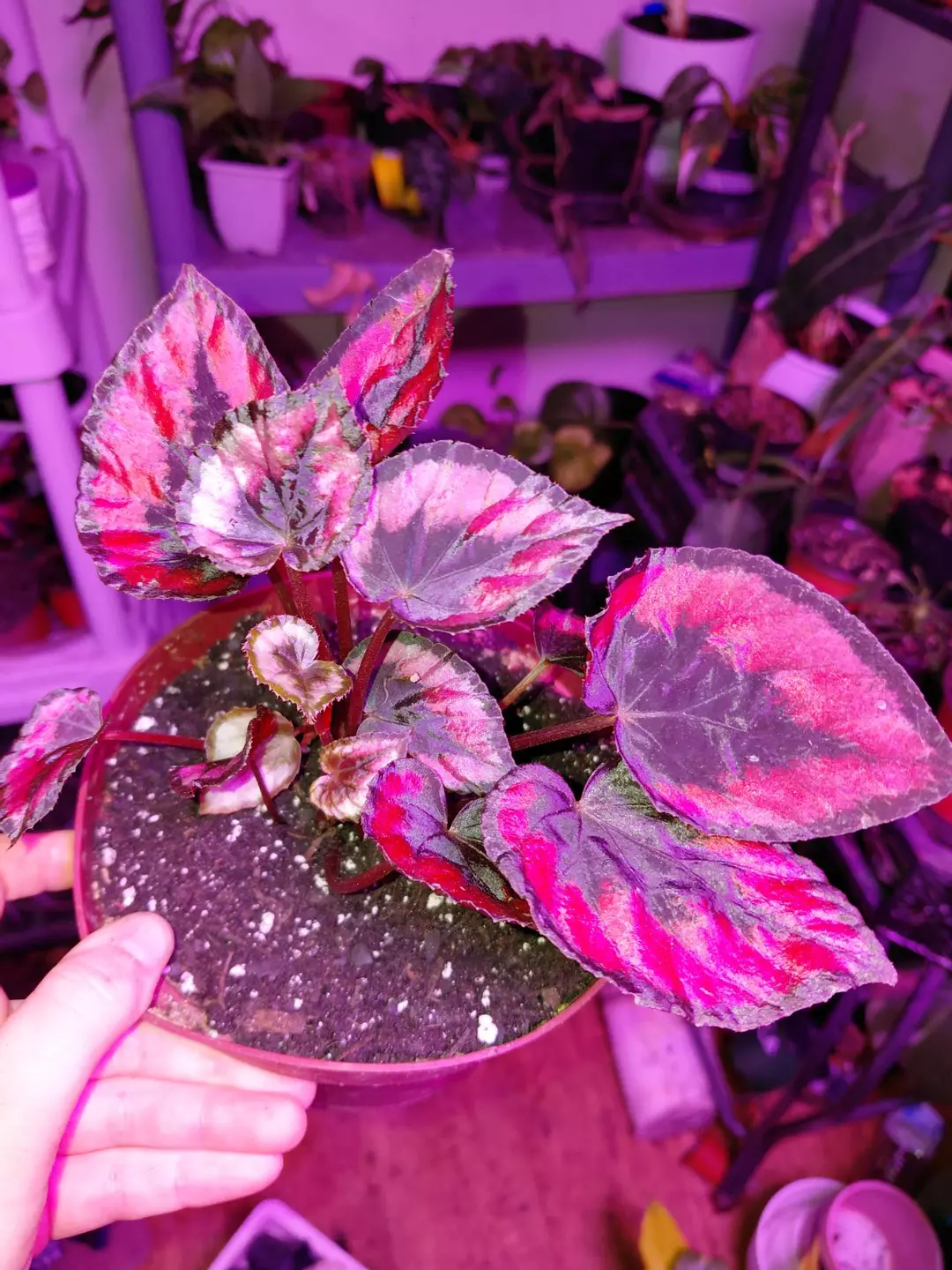 Begonia Red Kiss thumbnail