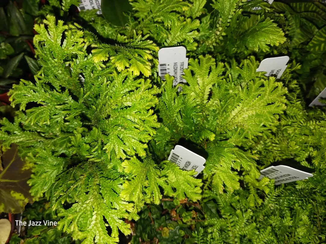 Selaginella frosty thumbnail