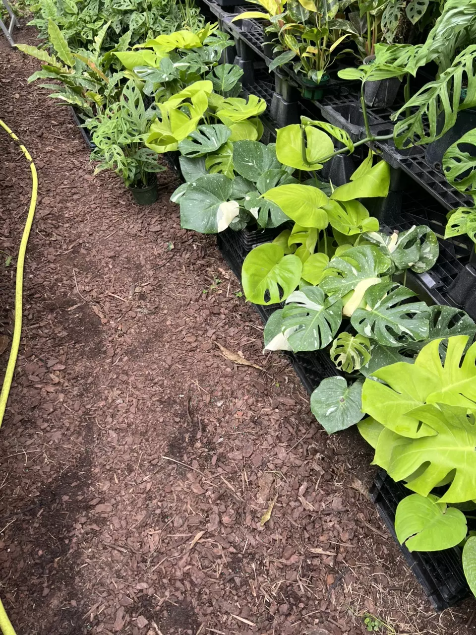 Monstera Thai Constellation 6” thumbnail