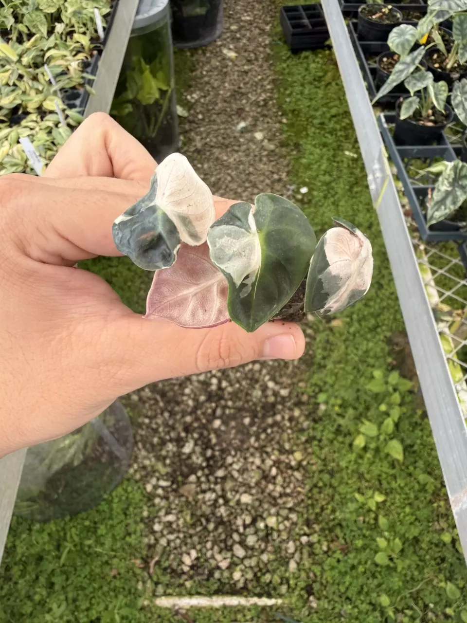 Alocasia Heart Balloon V Plug (Growers choice) thumbnail