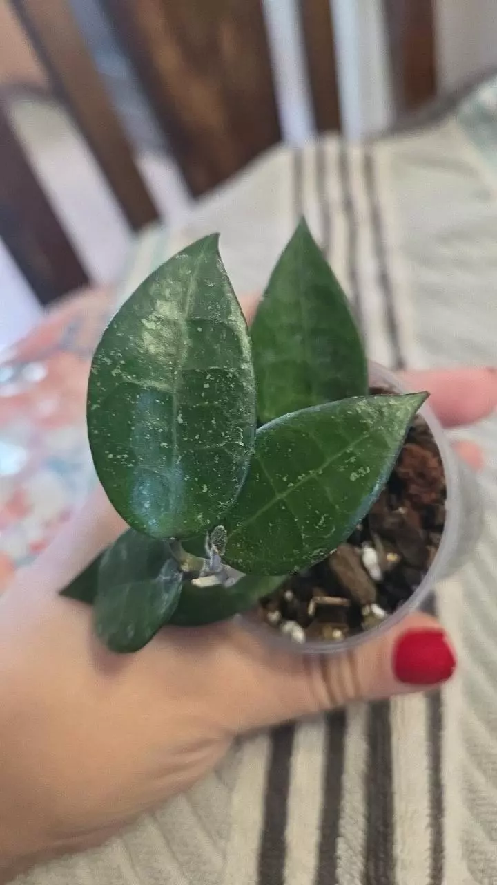 Hoya verticillata black margin thumbnail