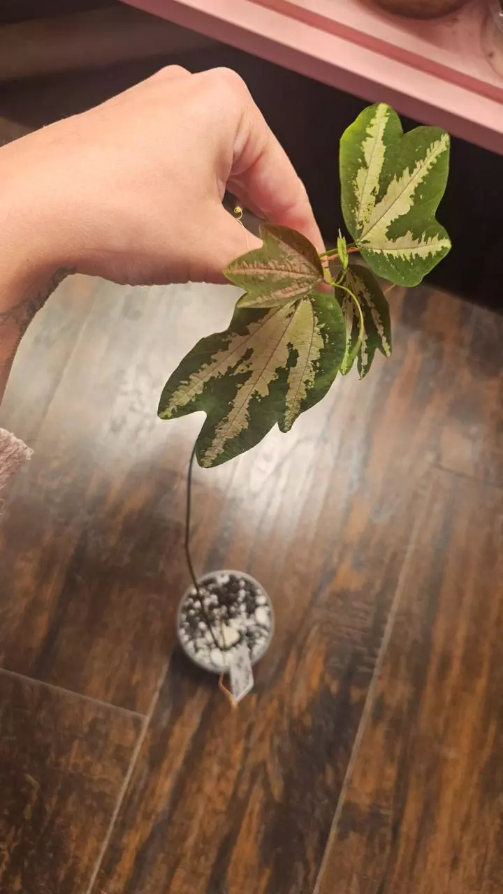 Dino Feet Passiflora trifasciata thumbnail