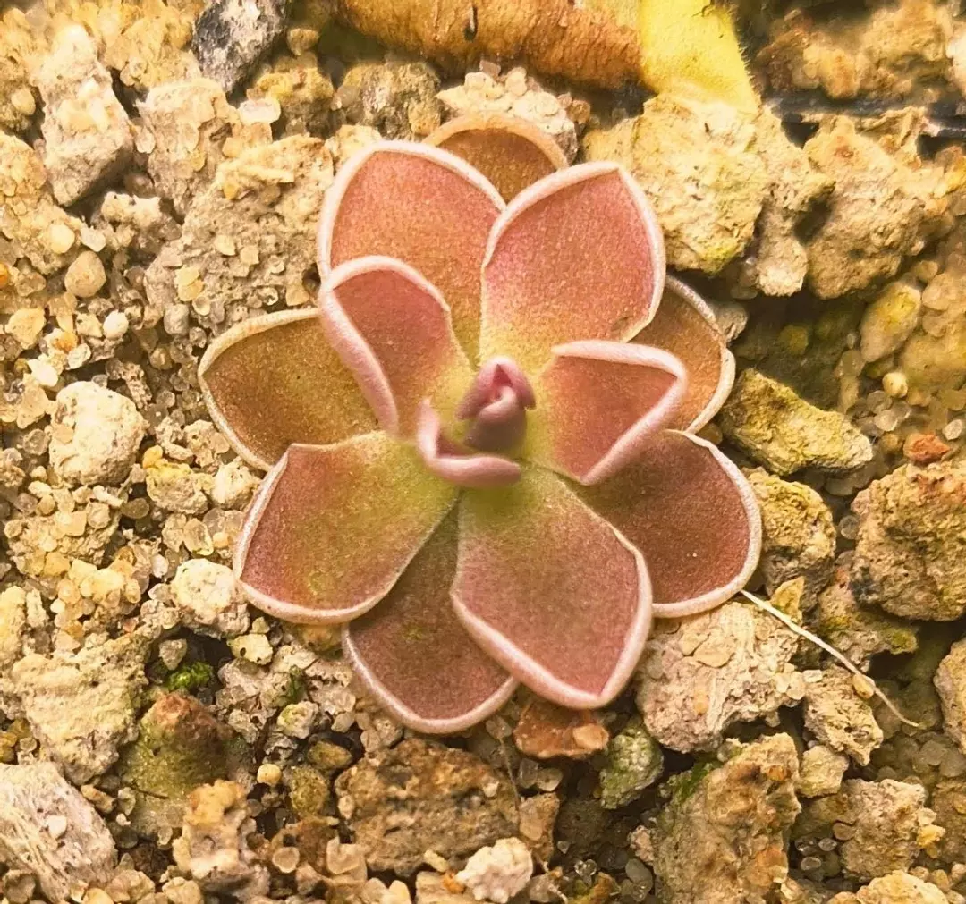 Butterwort/ Ping thumbnail