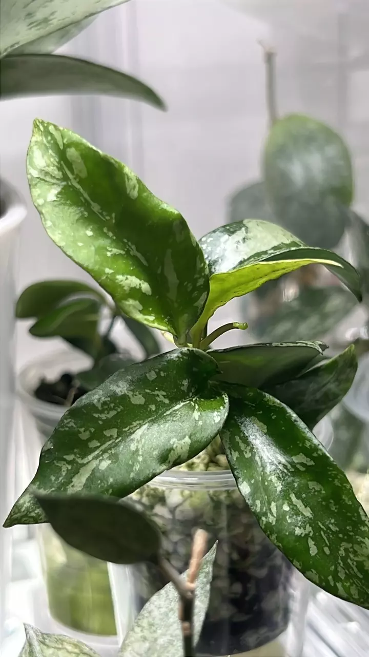 Hoya lacunosa zibra skin ( 2node fresh cut only) thumbnail