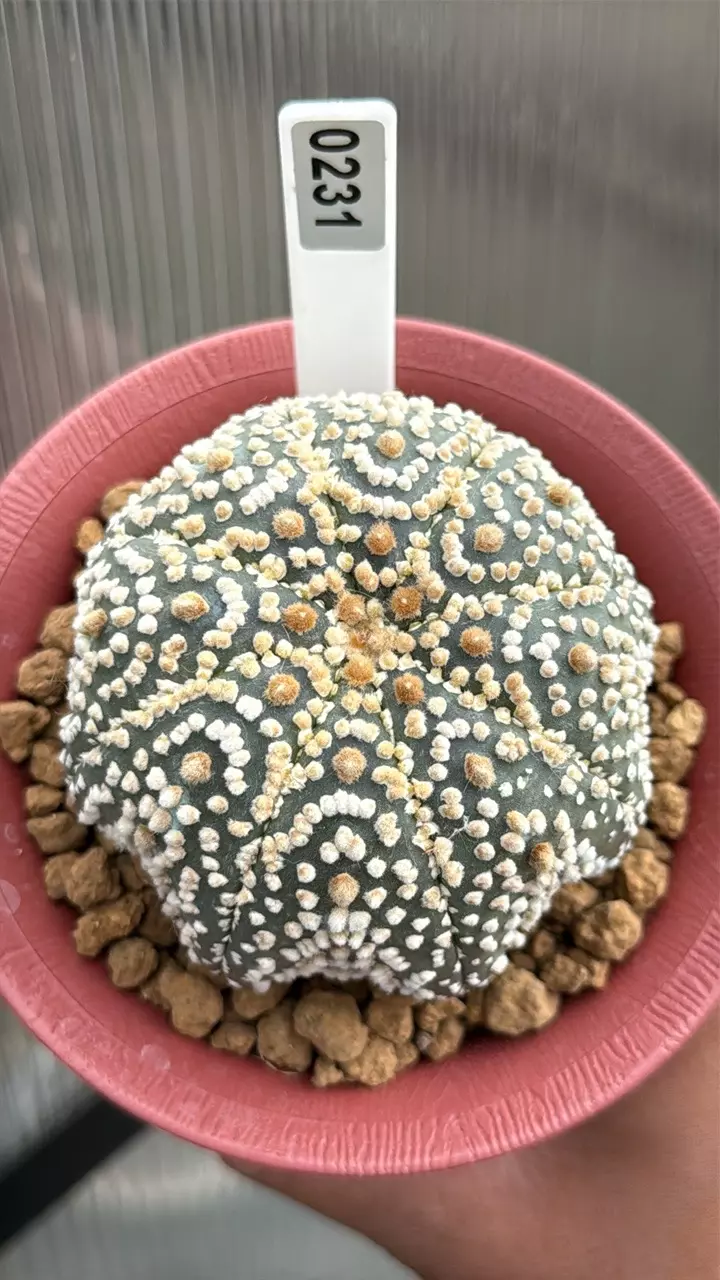 0231 Astrophytum Asterias cv. Hanazono 4.3” pot. thumbnail