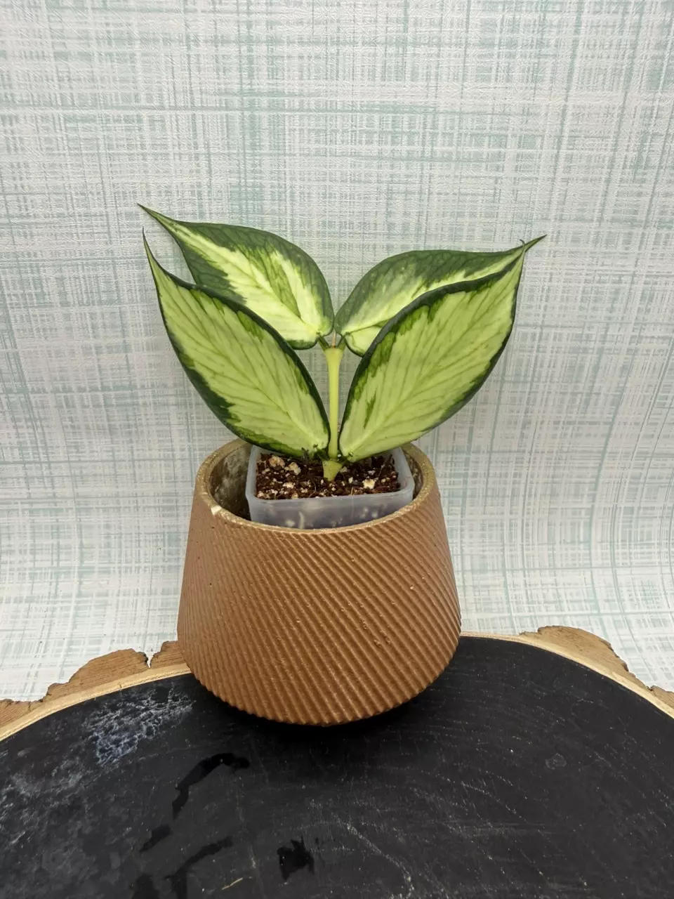 Hoya Polyneura Inner Var. #106 thumbnail